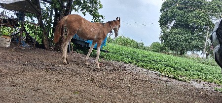 વસેરી