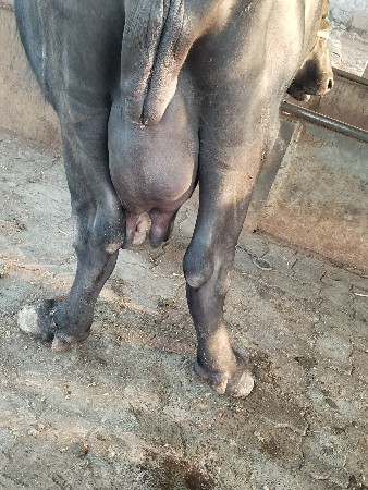 ભેંસ વેચવાની છે