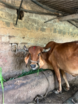 ગાય વેસવાની છે