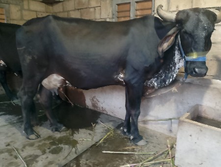 H F ક્રોસ ગાય વેચવાની છે
