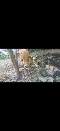 2 vasdi vesvani se