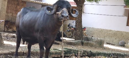 જોટો વેચવાનો છે