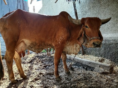 વેચવાની છે