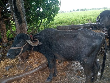 ખડાઈ વેચવાની છે
