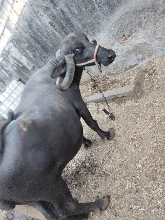 ભેંસ વેચવાની છે