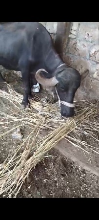 આ ભેંશ વેશવાની વેતર ત્રીજું