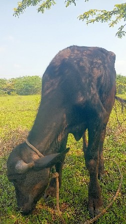 વેસવાના છે