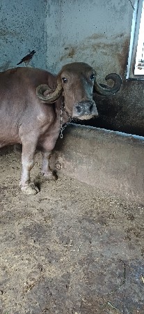 ભુરી ભેસ