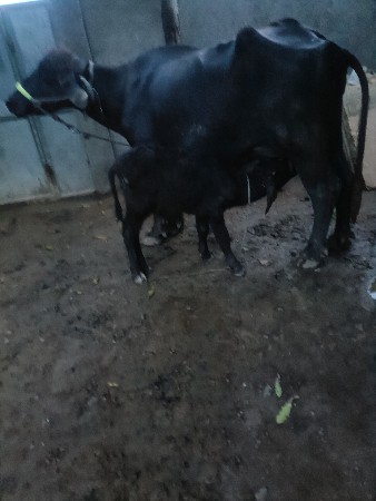 ખડેલી વેચવાની છે
