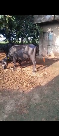 વેચવાની