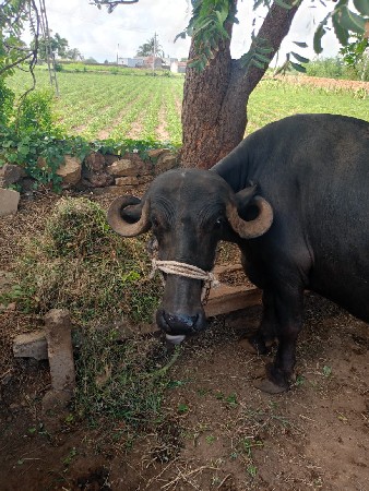 5ભેંશ વેચવાની છે