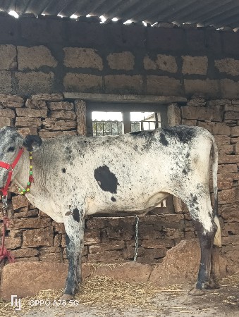 એસબ હોટકી વેચવાની છે