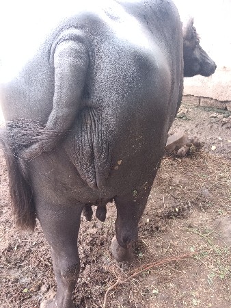 ભેંસ વેચવાની છે