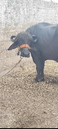 2વેતર વીયાસે