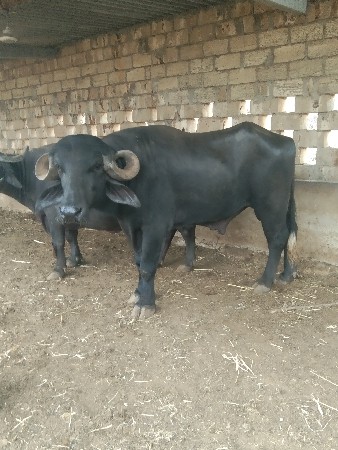 પાડો વેચવાનો છે