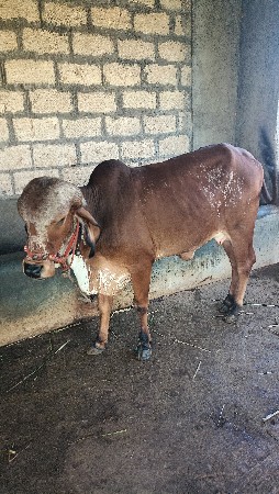 ગિર