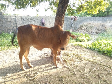 ગાય