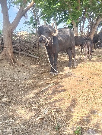 pado vechvo