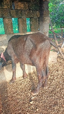 વેસવાના છે