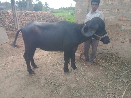 2 પાડી