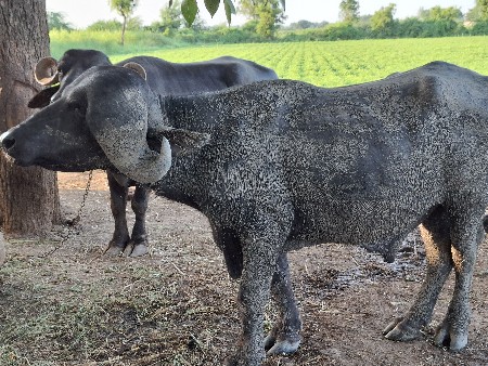 આ પાડો વેચવાનો છે