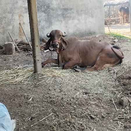 આ ગીર ગાય વેચવાની છે
