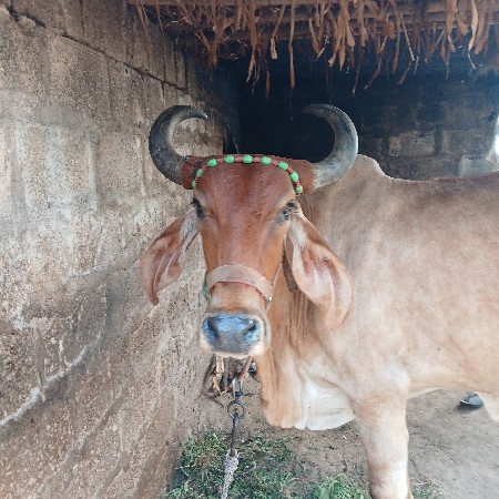 ગાય વેચવાની છે