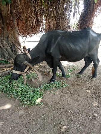 વેચવાની છે