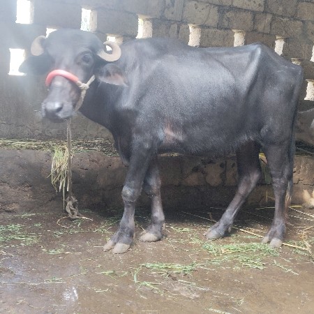 ખડેલી વેચવાની છે