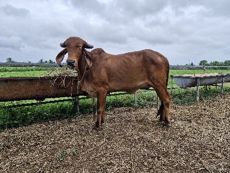 પ્યોર ગીર ગાય વેચવાની છે