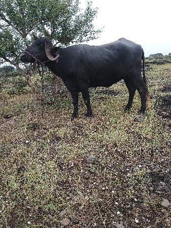 ભેંસ વેચવાની છે