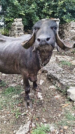 ભેંસ વેચવાની છે