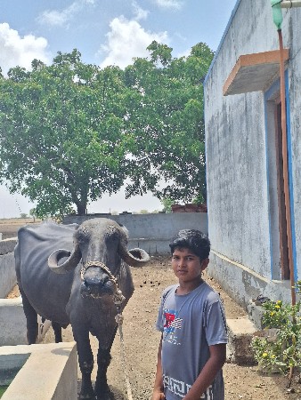 ભેશ વેચવા ની છે