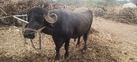 પાડો વેચવાનો છે