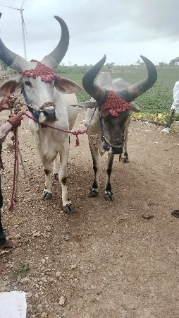 ગોઢલા  વેચવાનું  છે