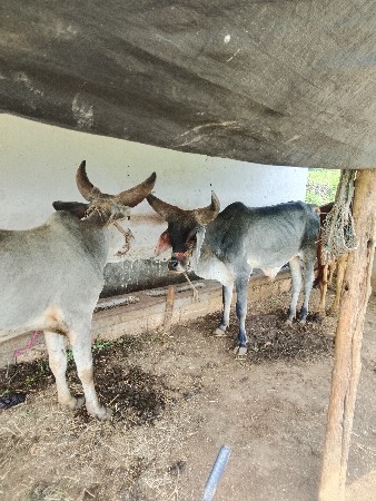 વાસરડા વેચવાના છે
