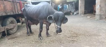 ભેંસ વેચવાની છે