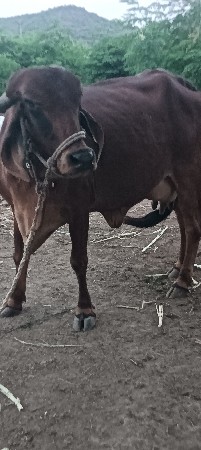 ગાય વેશવાનીસે