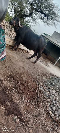 ભેંસ વેચવાની છે
