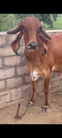 ગીર ગાય વેચવાની છે