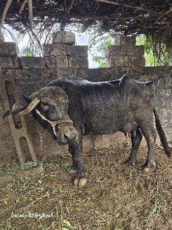 1 દિવાસ પેલા વિયાણી