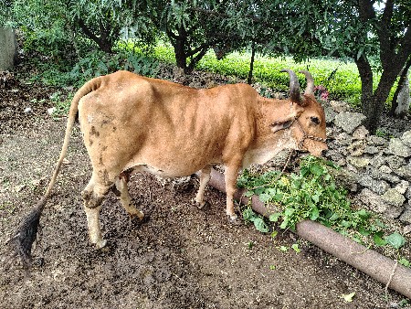 આપી દેવાની સે