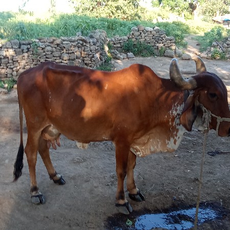 વેચવાની