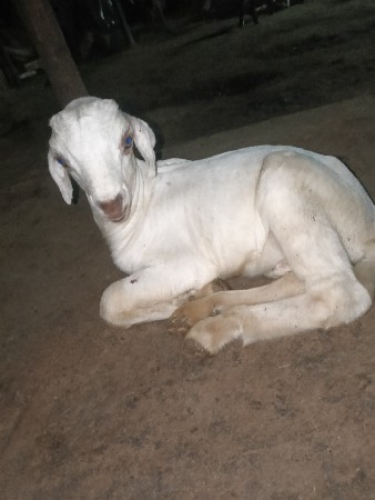 લવારા બોકળા દેવાના સે
