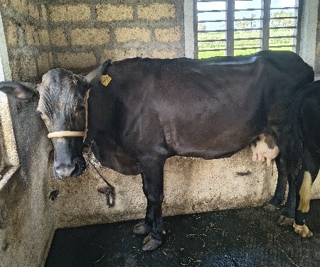 એસ એફ ગાય વેચવાની છે ફુલ જવાબદારી