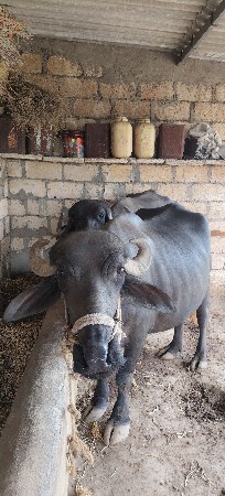 10 મહિનો હાલે