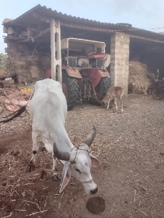 ગાયવેચવાનીછેસાવશોજીછેતણલીટરદૂધછે