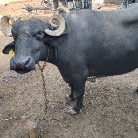 ભેંસ વેચવાની છે