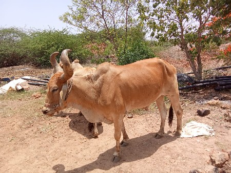 વેસવાના છે