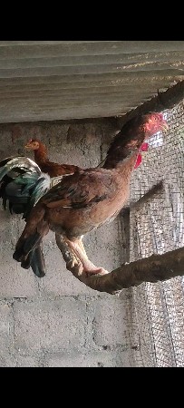 બધું વાંચી ને મેસેજ કરવો